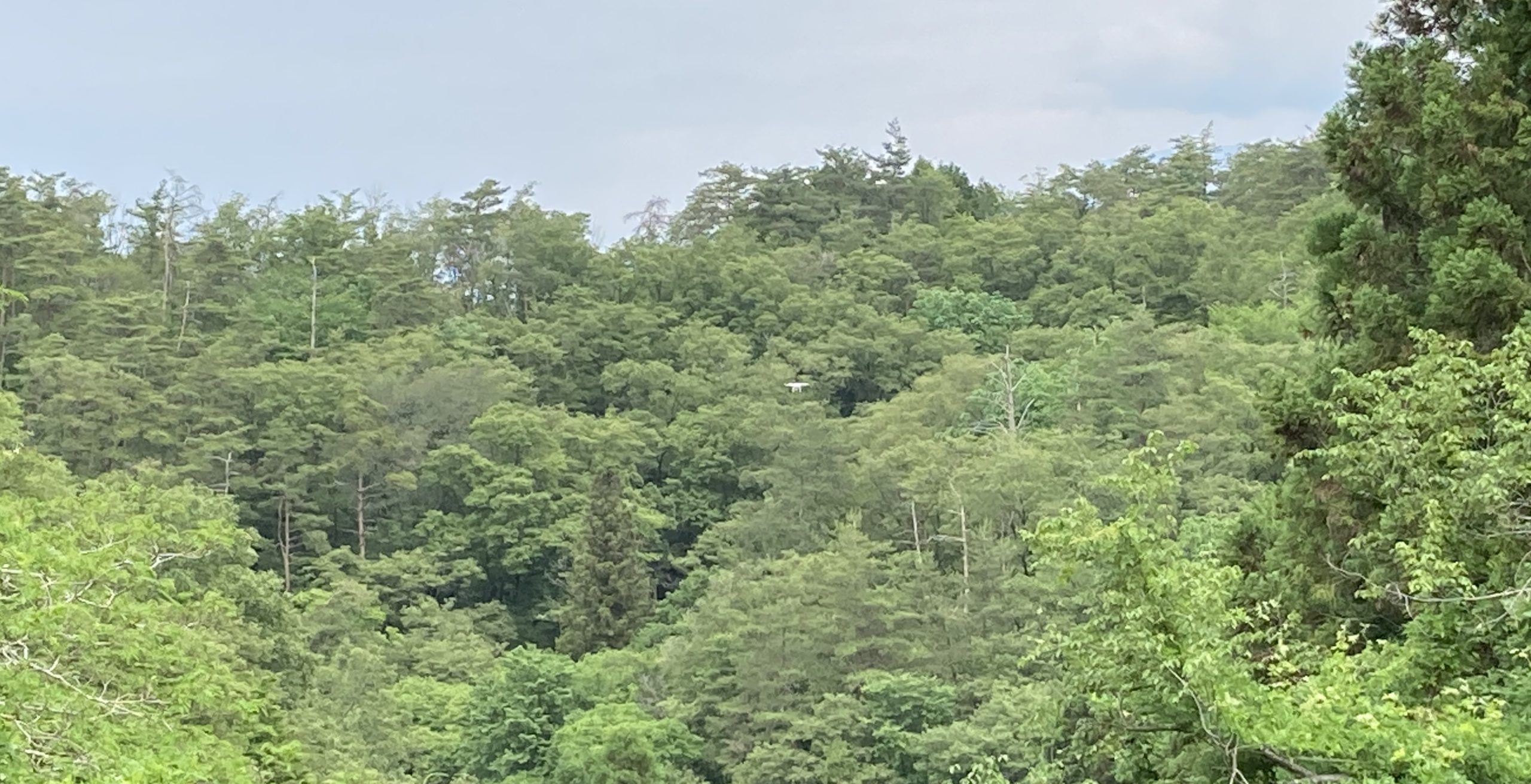 ゴルフ場の池を捜索！！