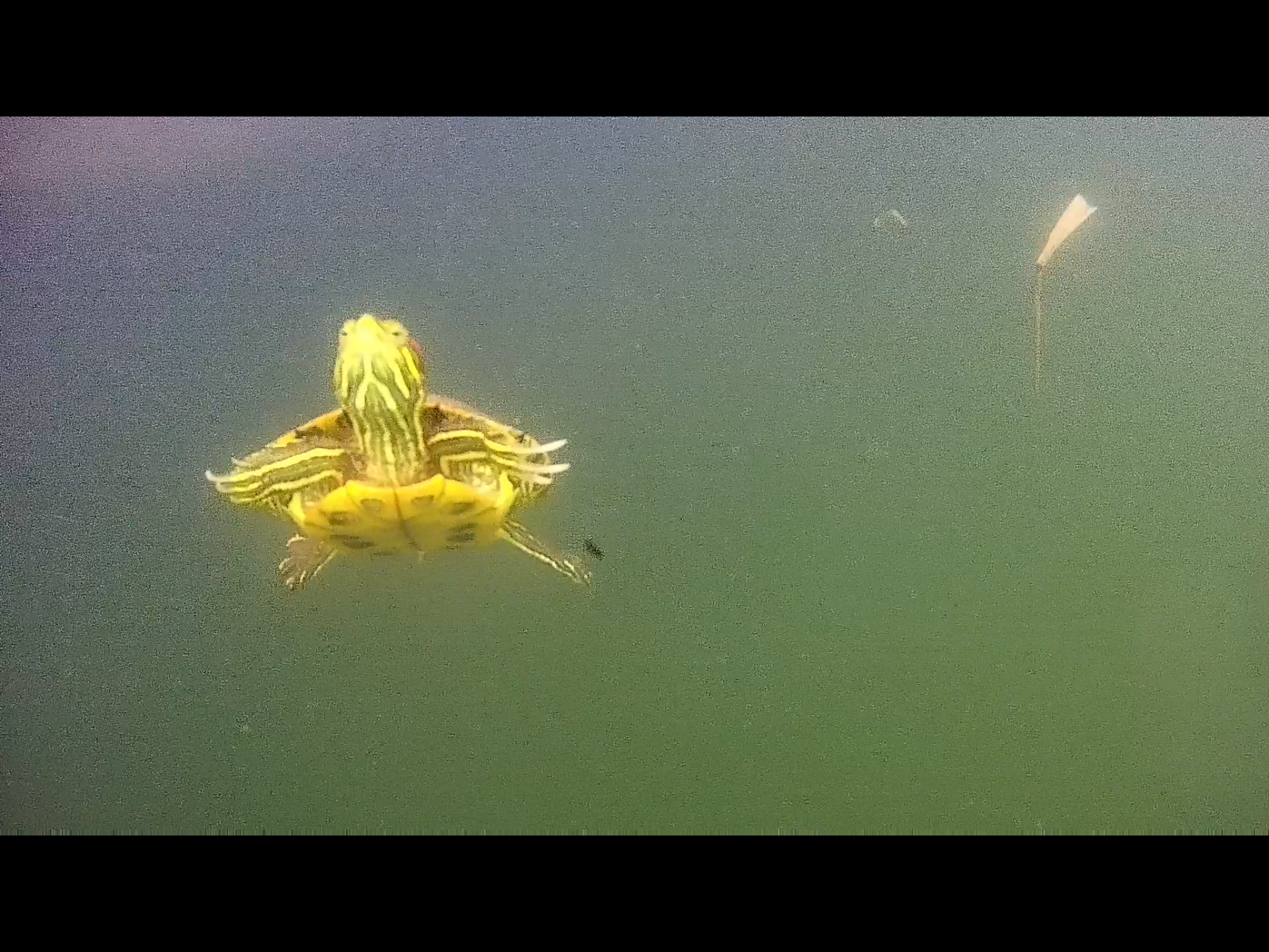 か、か、かめ？