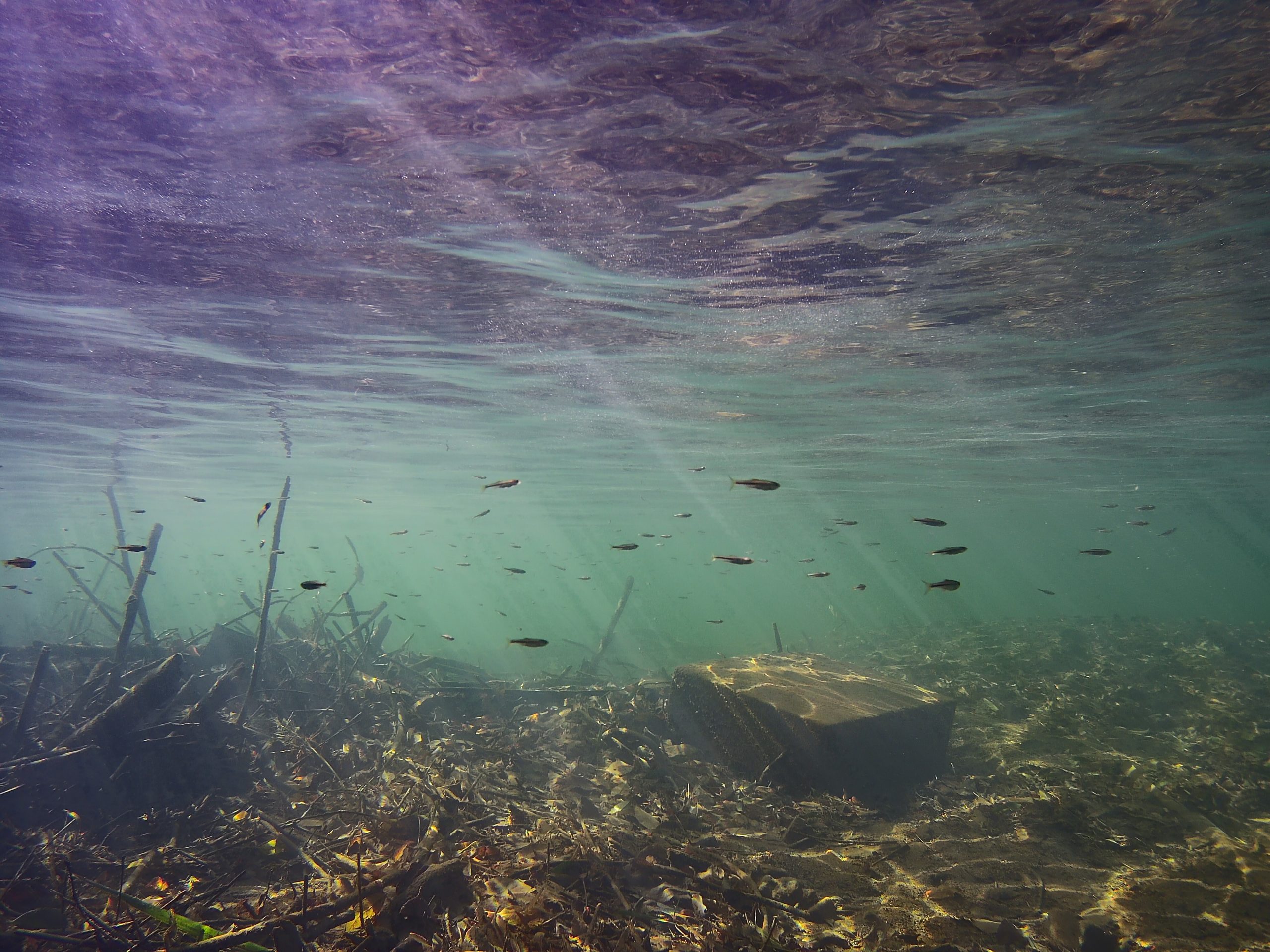 海水浴場で輸送実験があったよ