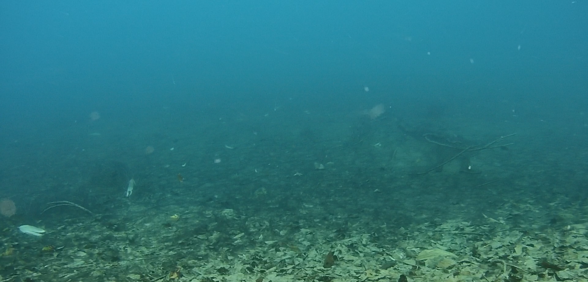 水中ドローンの進展（深展）なるか！！