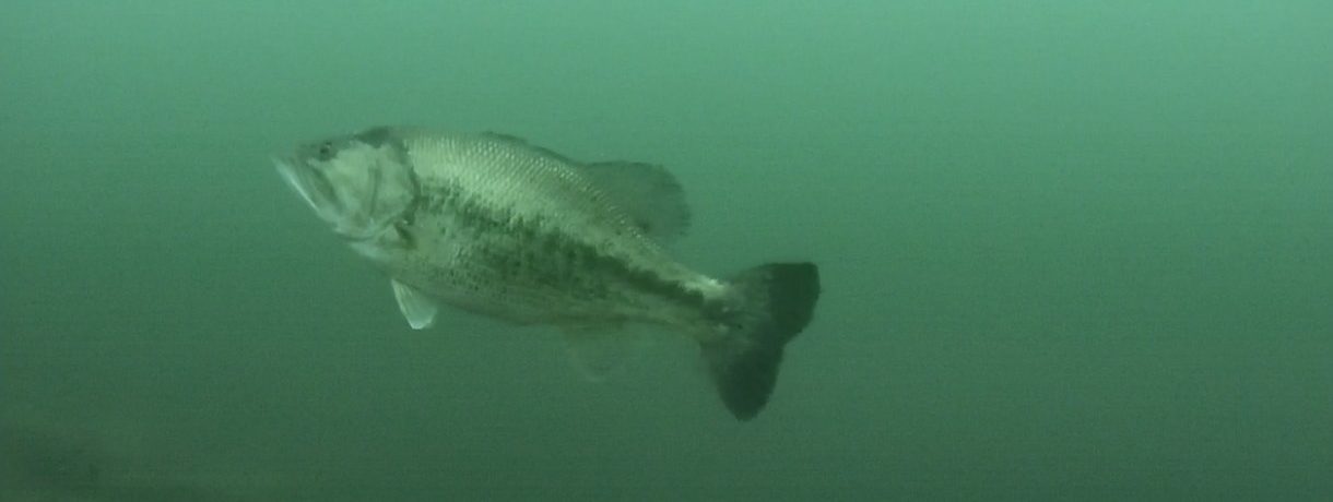 年末に琵琶湖で水中ドローンをやってきました！