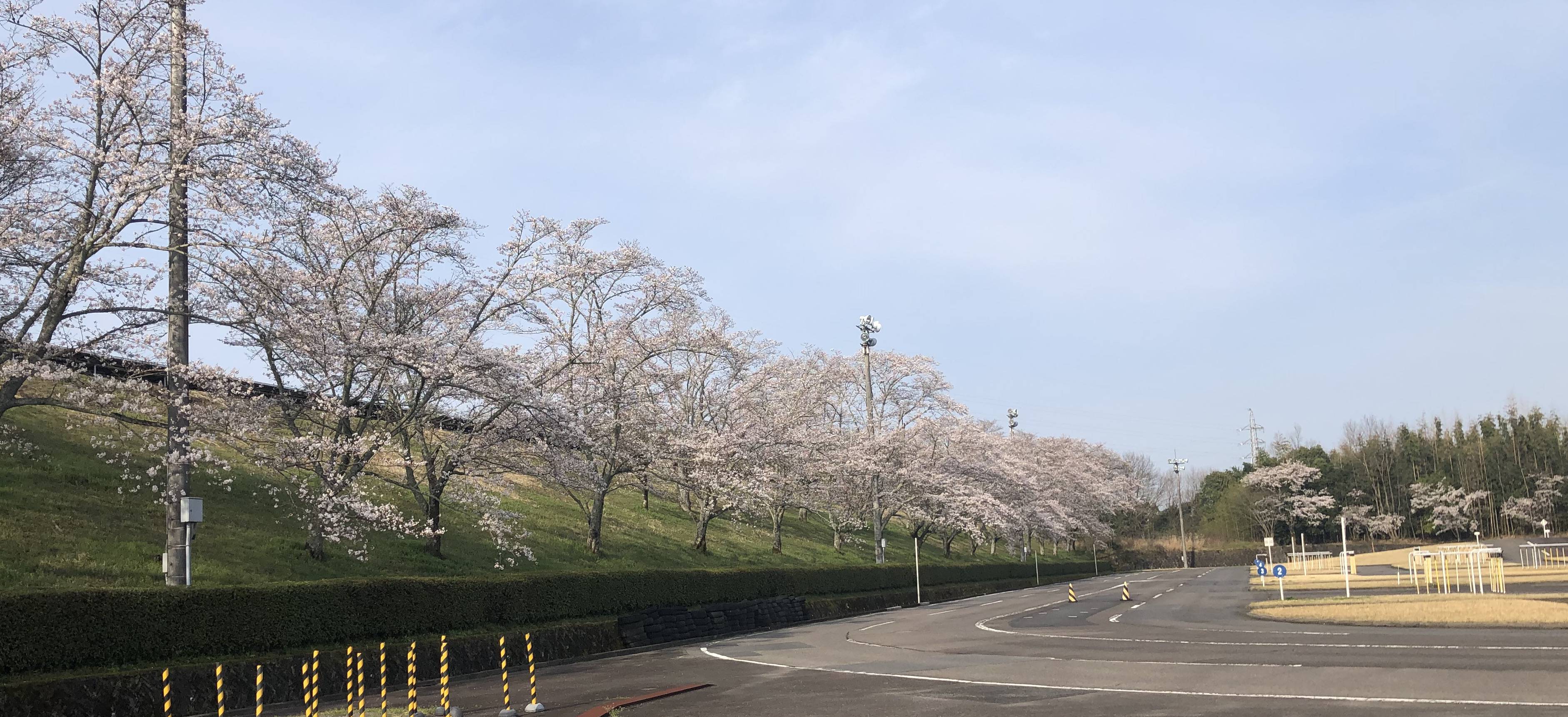 当社敷地内でお花見！？