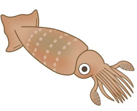 これは、、、イカ？？