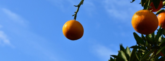 ミカンが空を飛ぶ未来が来るか？