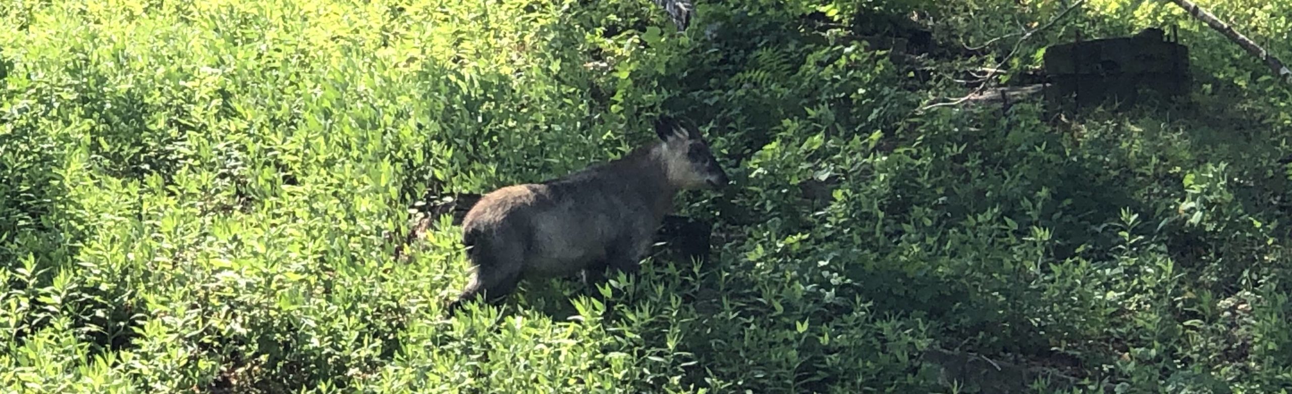 カモシカの襲来！？