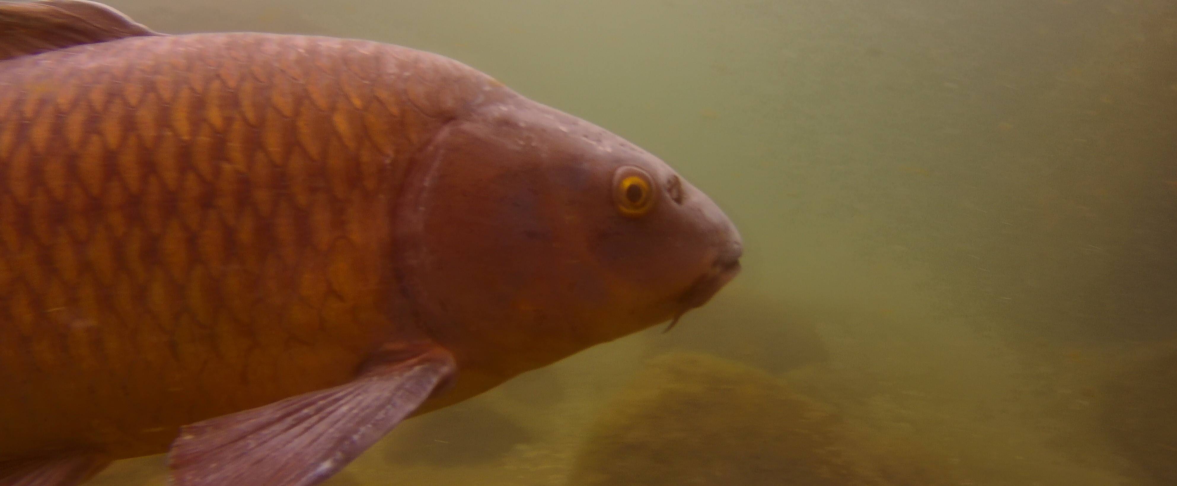釣りをドローンで！？