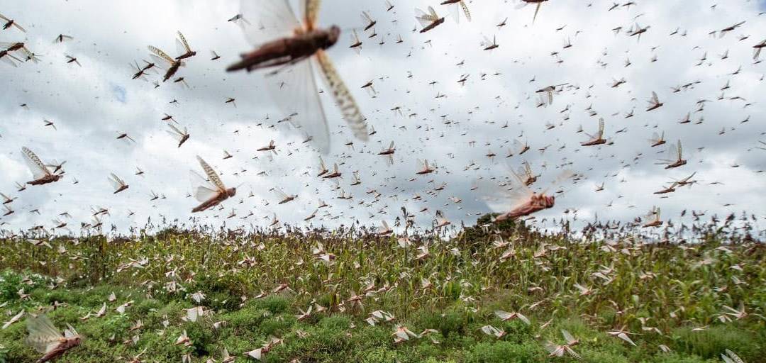 バッタvsドローン