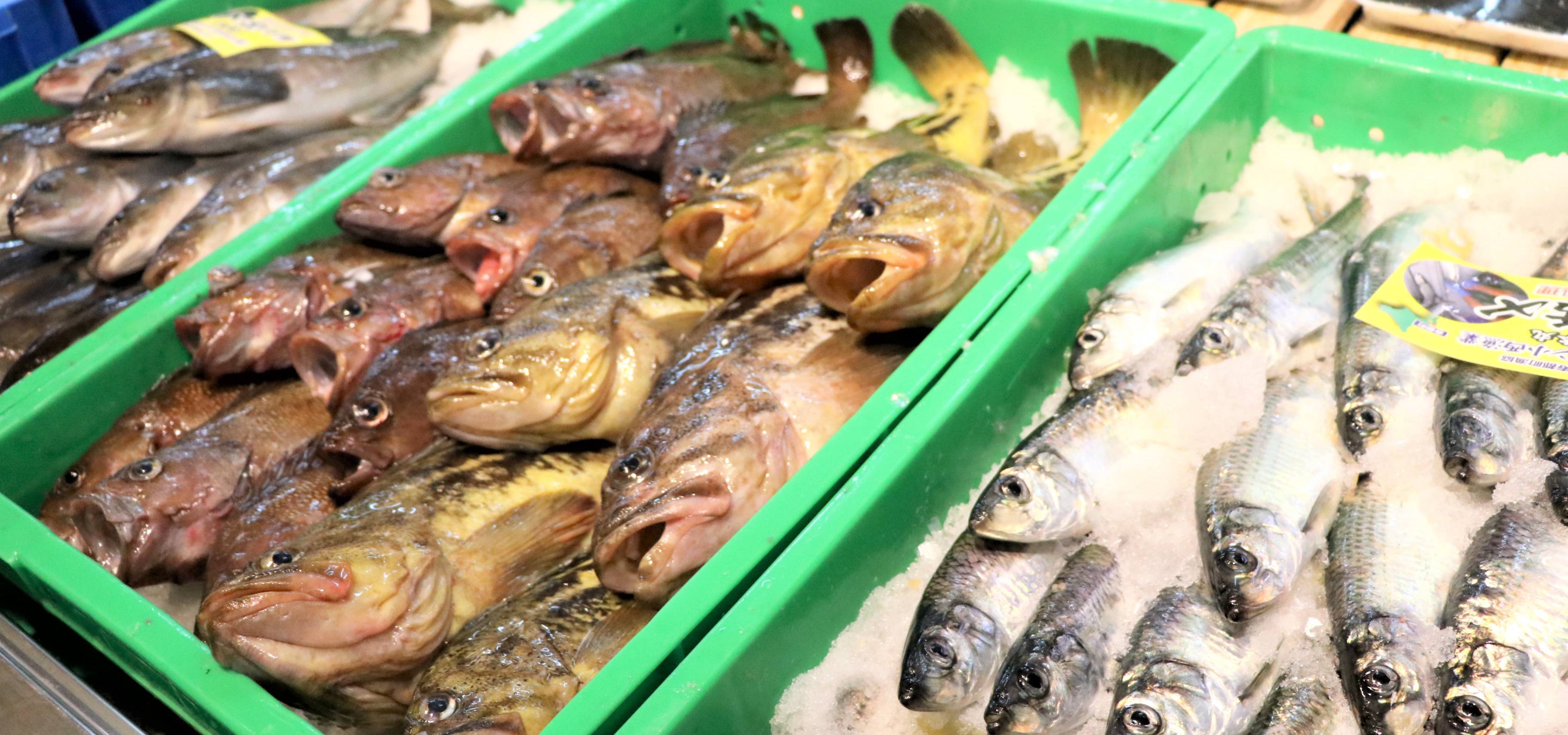 海産物の生育状況をドローンで！？